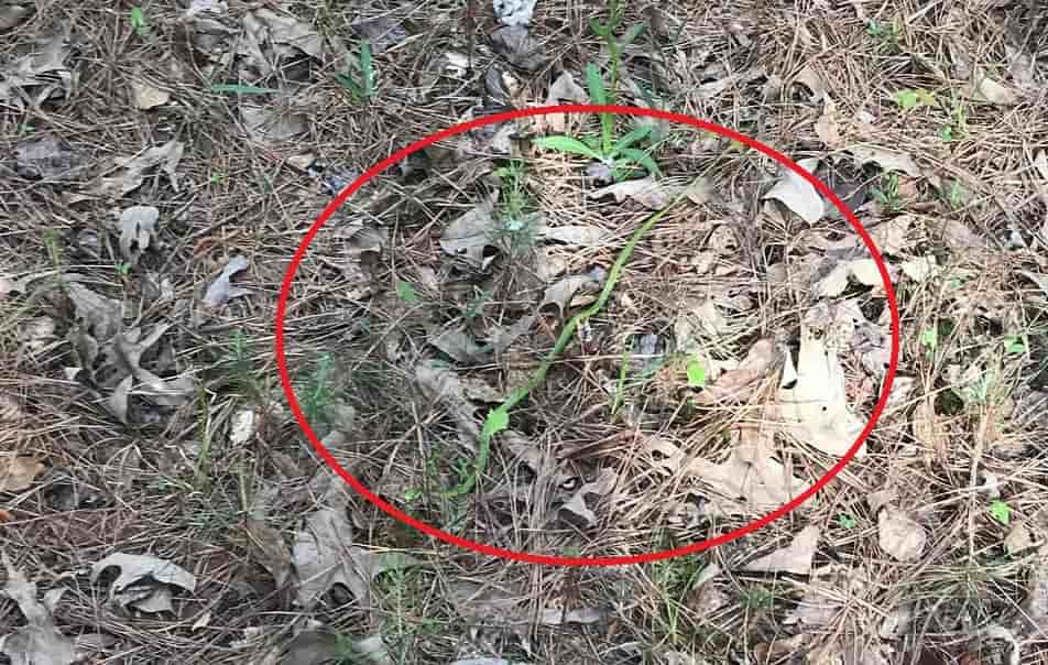 Optical Illusion Can You Spot The Slithering Snake In 11 Seconds